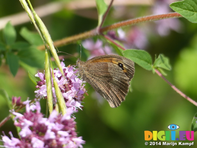 FZ006864 Meadow Brown butterfly (Maniola jurtina)